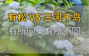 Download Video: 有松VS三河千鸟，看似相同，实则还是有细微区别的