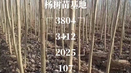 杨树苗2公分3公分4公分白杨树大量现货3804杨树哔哩哔哩bilibili