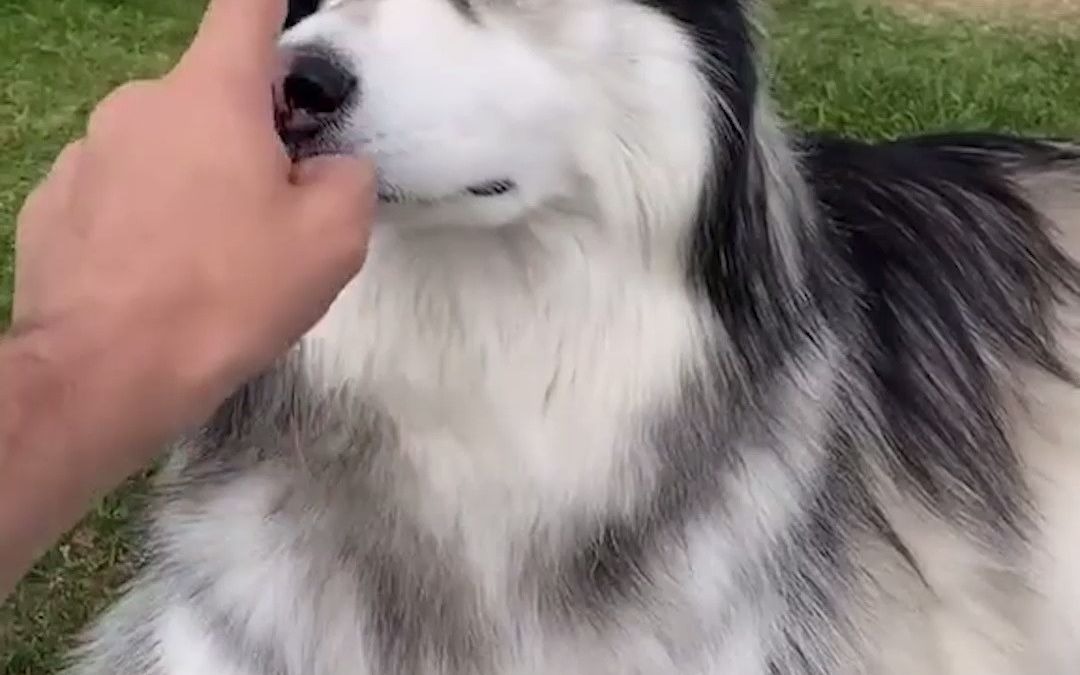 活动  手指戳一戳狗子会有什么反应?这就是乖崽和逆子的区别吧