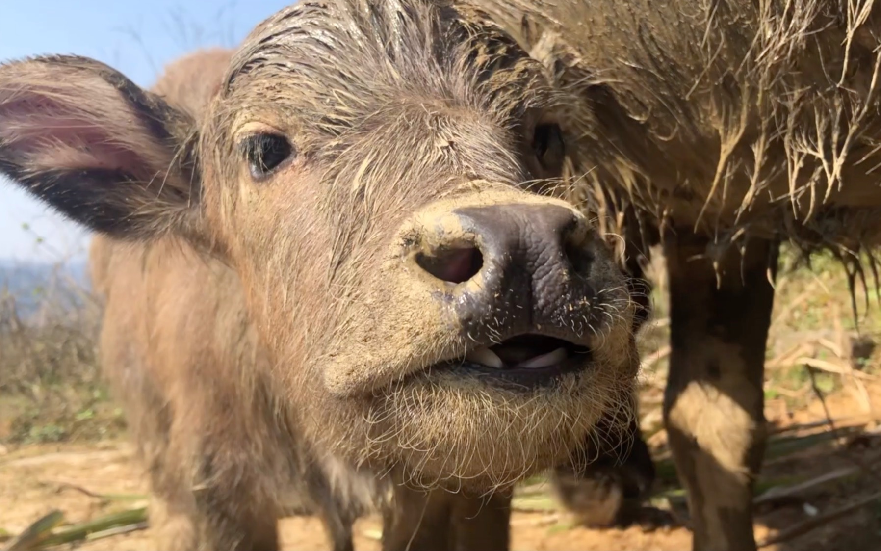 水牛幼崽来咯,可以欺负的那种喔!