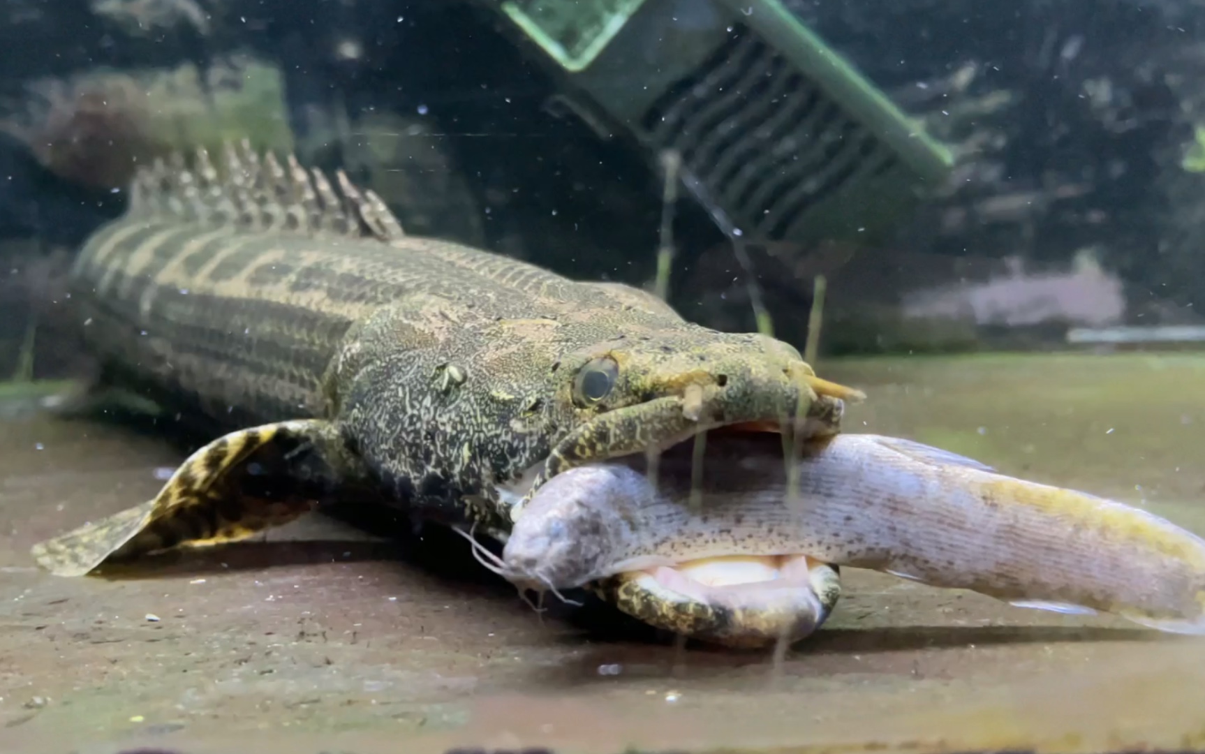 古代魚尼羅河恐龍王吃泥鰍