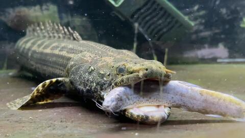 古代鱼 尼罗河恐龙王吃泥鳅 哔哩哔哩 Bilibili