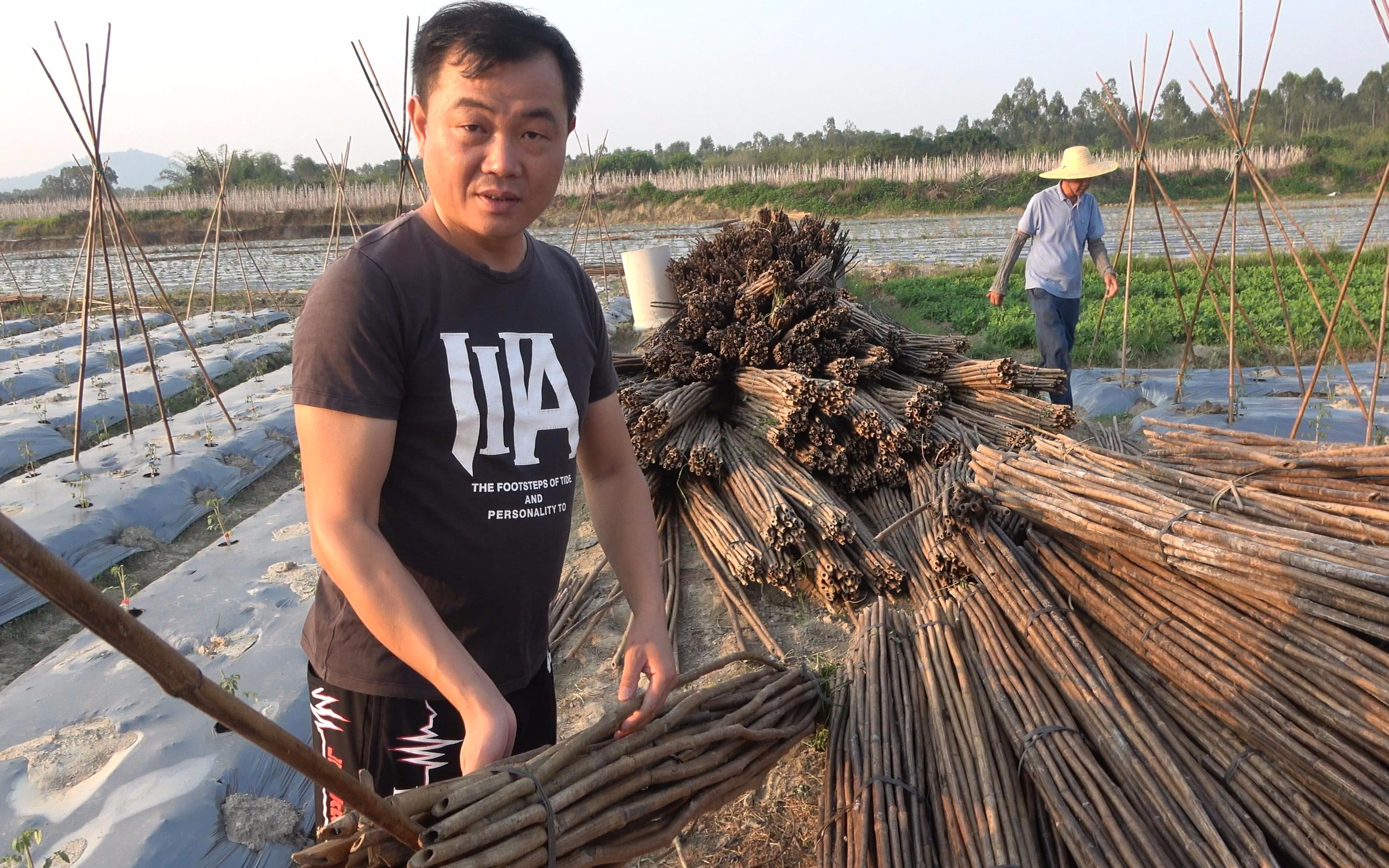 老林的圣女果用竹子搭架,每根竹子要一块二,一亩地要插800根哔哩哔哩bilibili