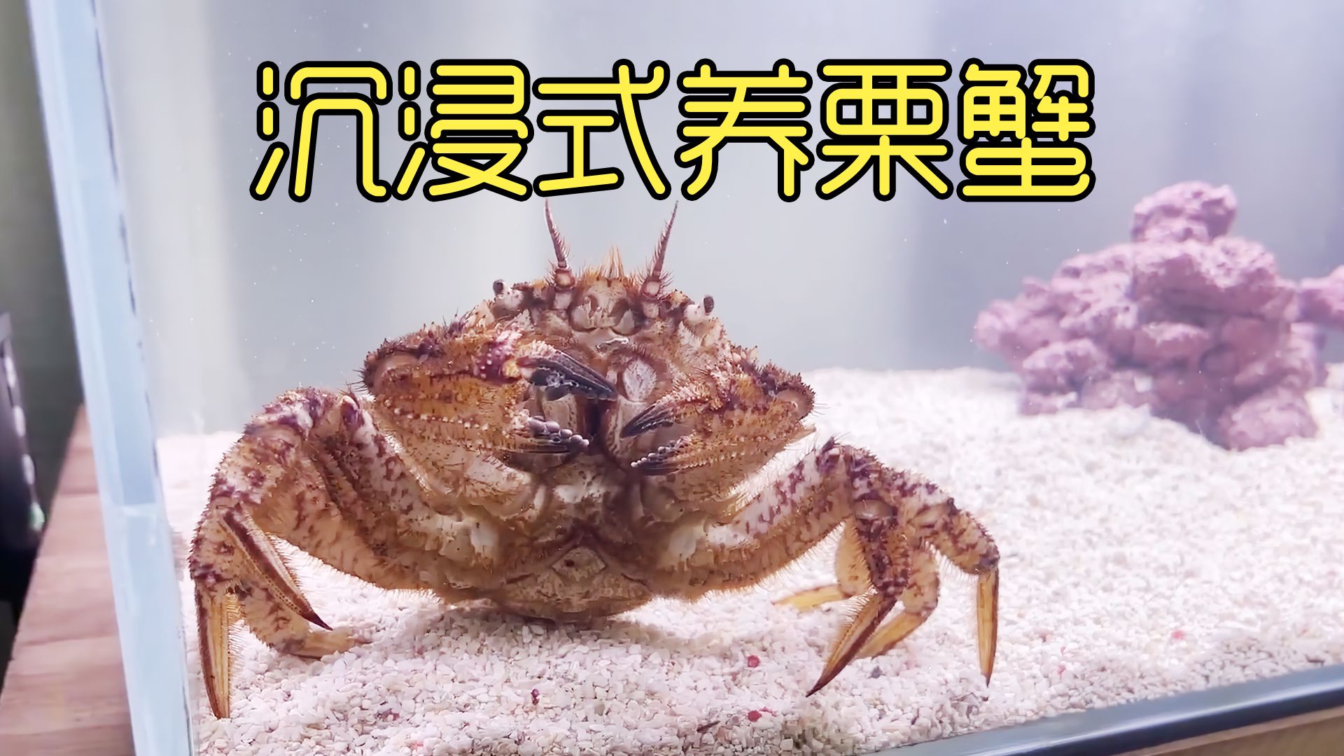 沉浸式养栗蟹,将超市濒死的螃蟹当宠物养起来,可以复活吗?