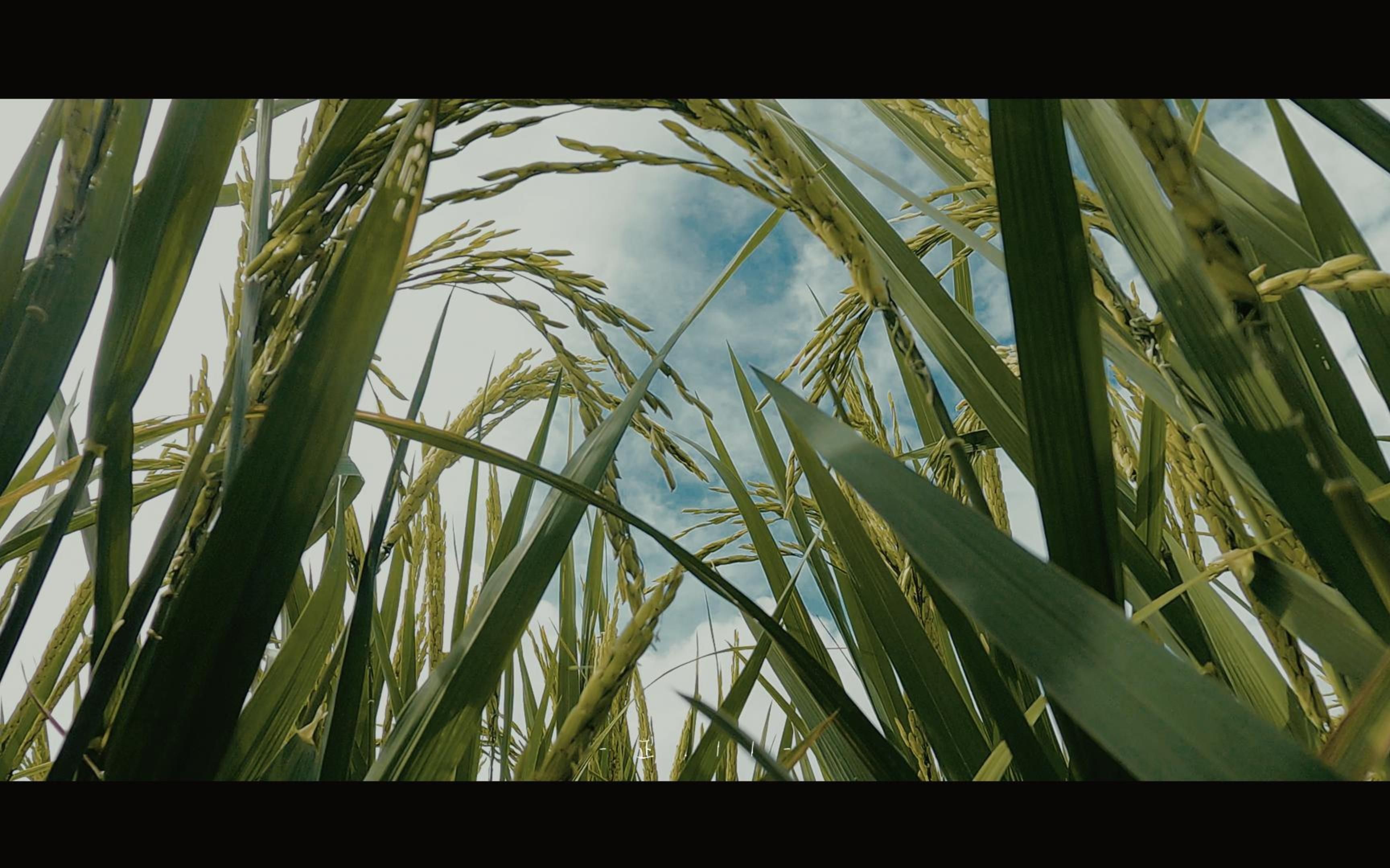 星际穿越(稻田版)