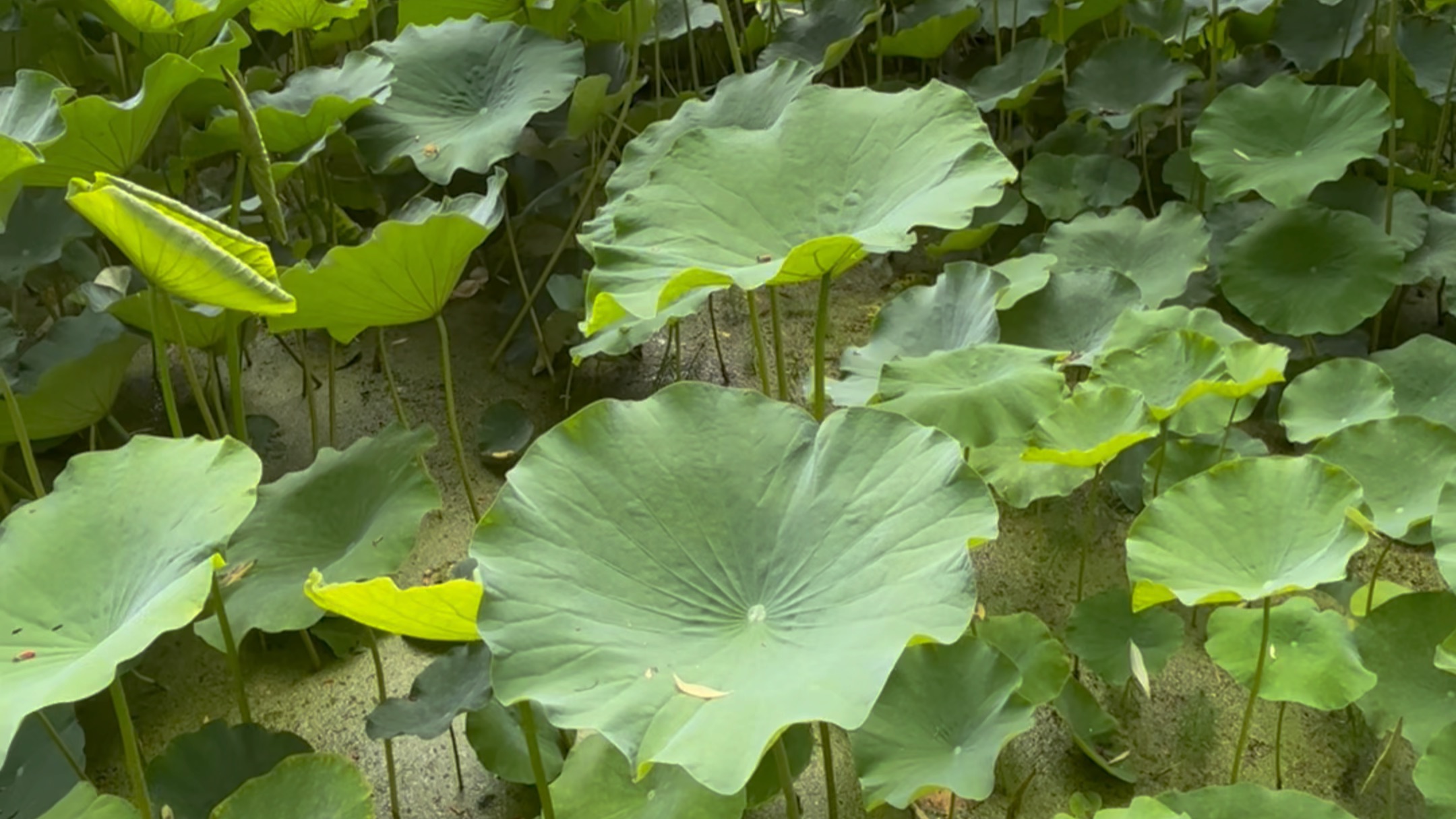 微风中轻轻摇曳的荷叶