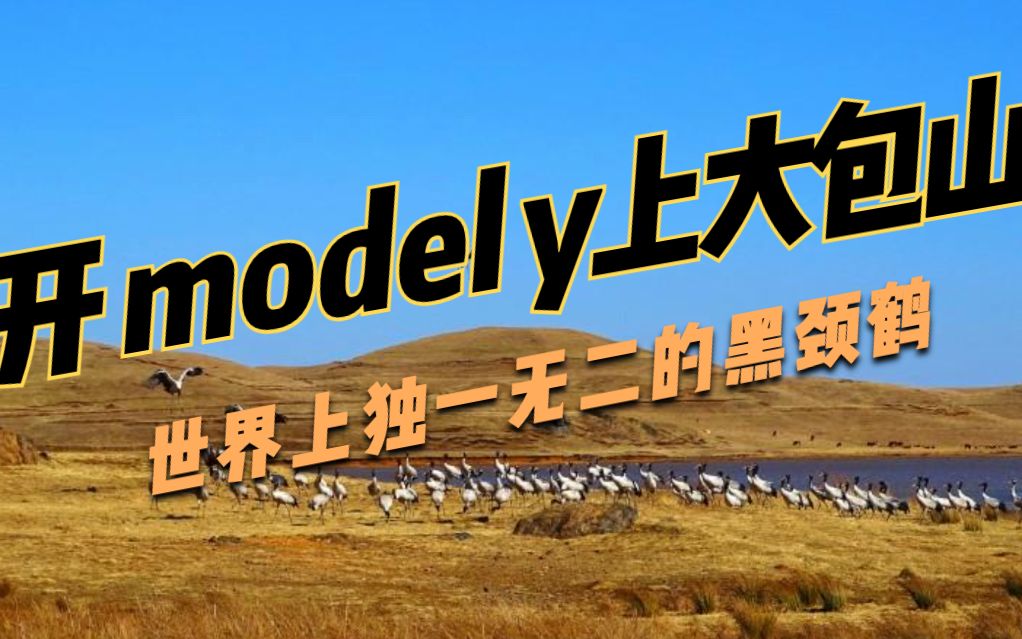 特斯拉model y自驾云南:大山包住着世界上独一无二的黑颈鹤哔哩哔哩bilibili