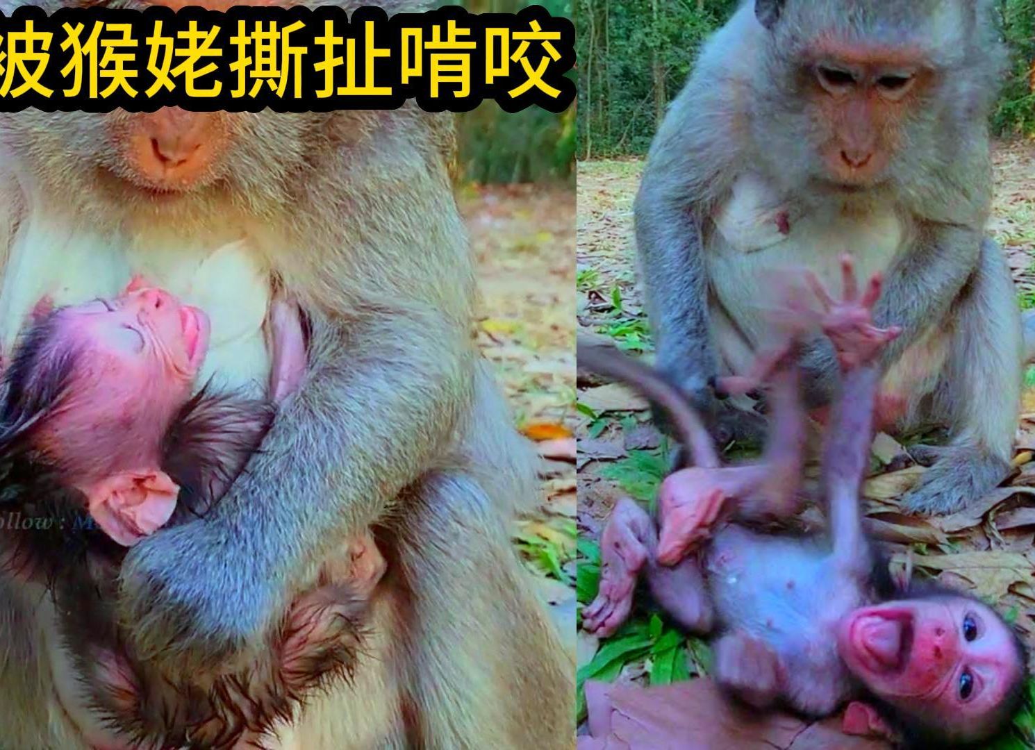 金克丝的儿子金斯特,出生八天就被猴姥姥杰德啃咬,差点背过去