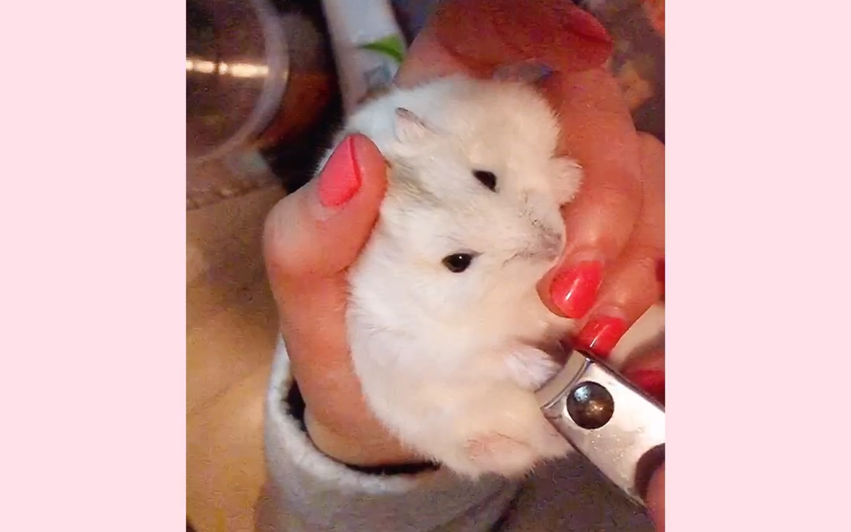 仓鼠【剪指甲】系列