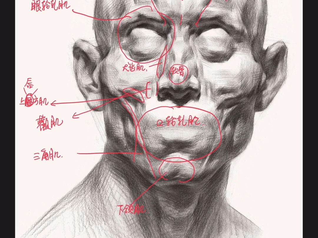 112_头部骨骼与肌肉的认知与作用-正面头骨肌肉分布_1080p