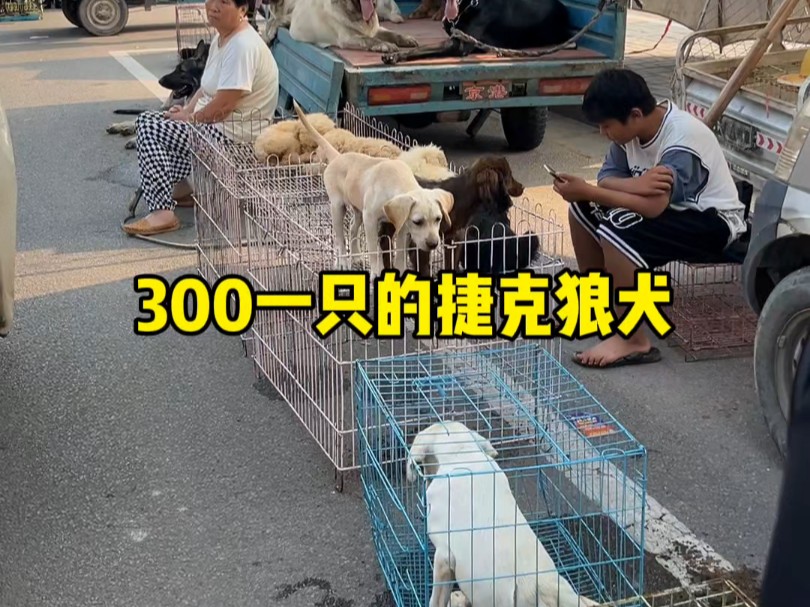 300一只的“捷克狼犬”到底能不能买?哔哩哔哩bilibili