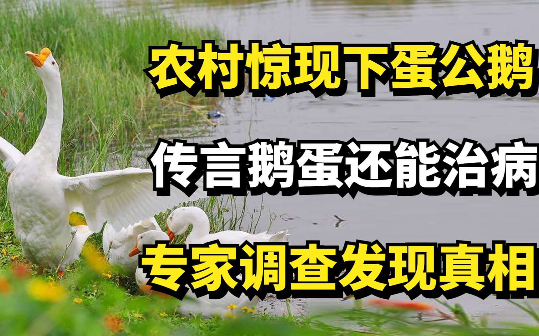 [图]农村惊现下蛋公鹅，传言鹅蛋还能治病，专家调查发现真相！纪录片