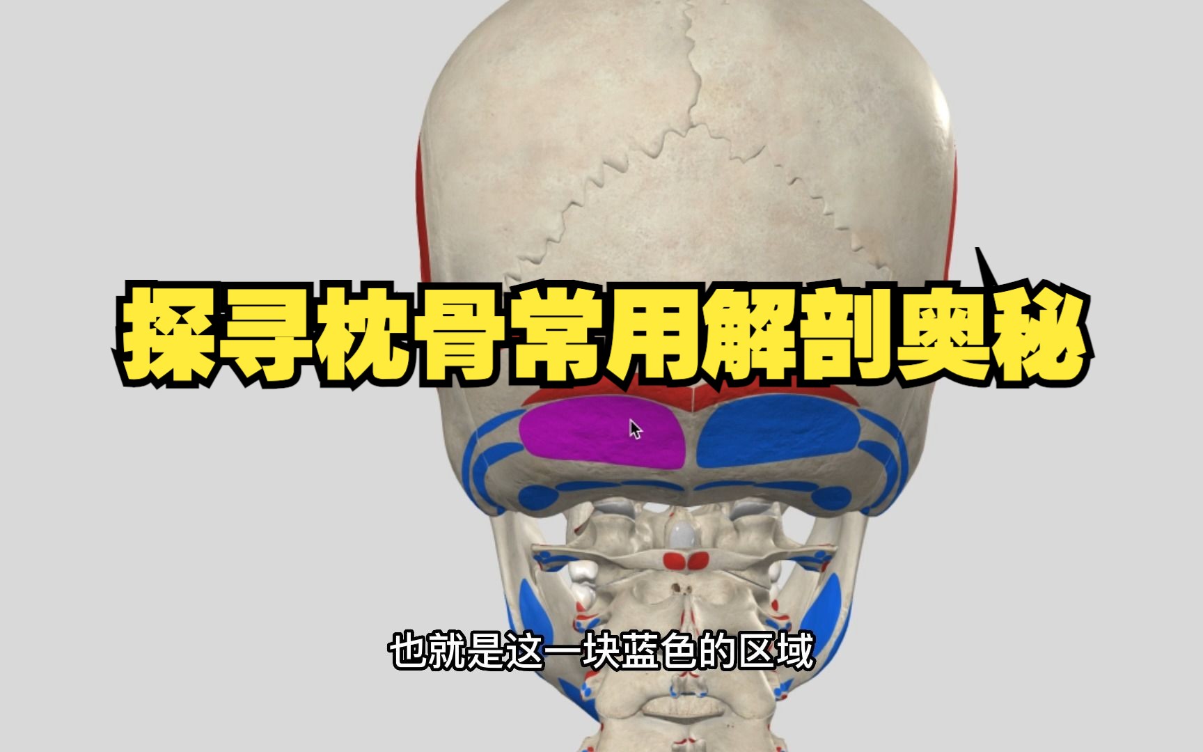 枕骨解剖测验:你真的了解这些骨性标志和肌肉吗?-封华不正茂-封华不正茂-哔哩哔哩视频