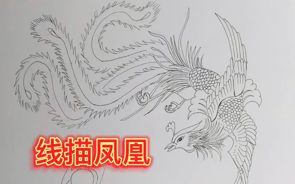 [图]每日一画，线描凤凰，手绘