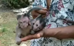 下载视频: 印尼小哥在森林里捉到两只食蟹猴宝