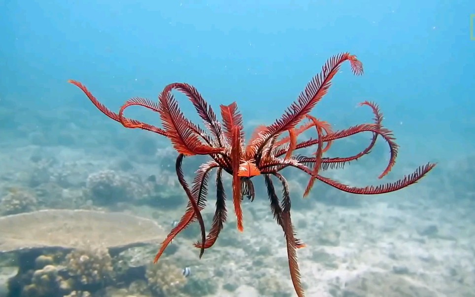 你有听过【海羽星】这种像海中毽子一样的生物吗?