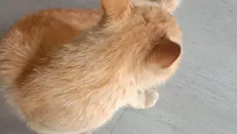 撸猫