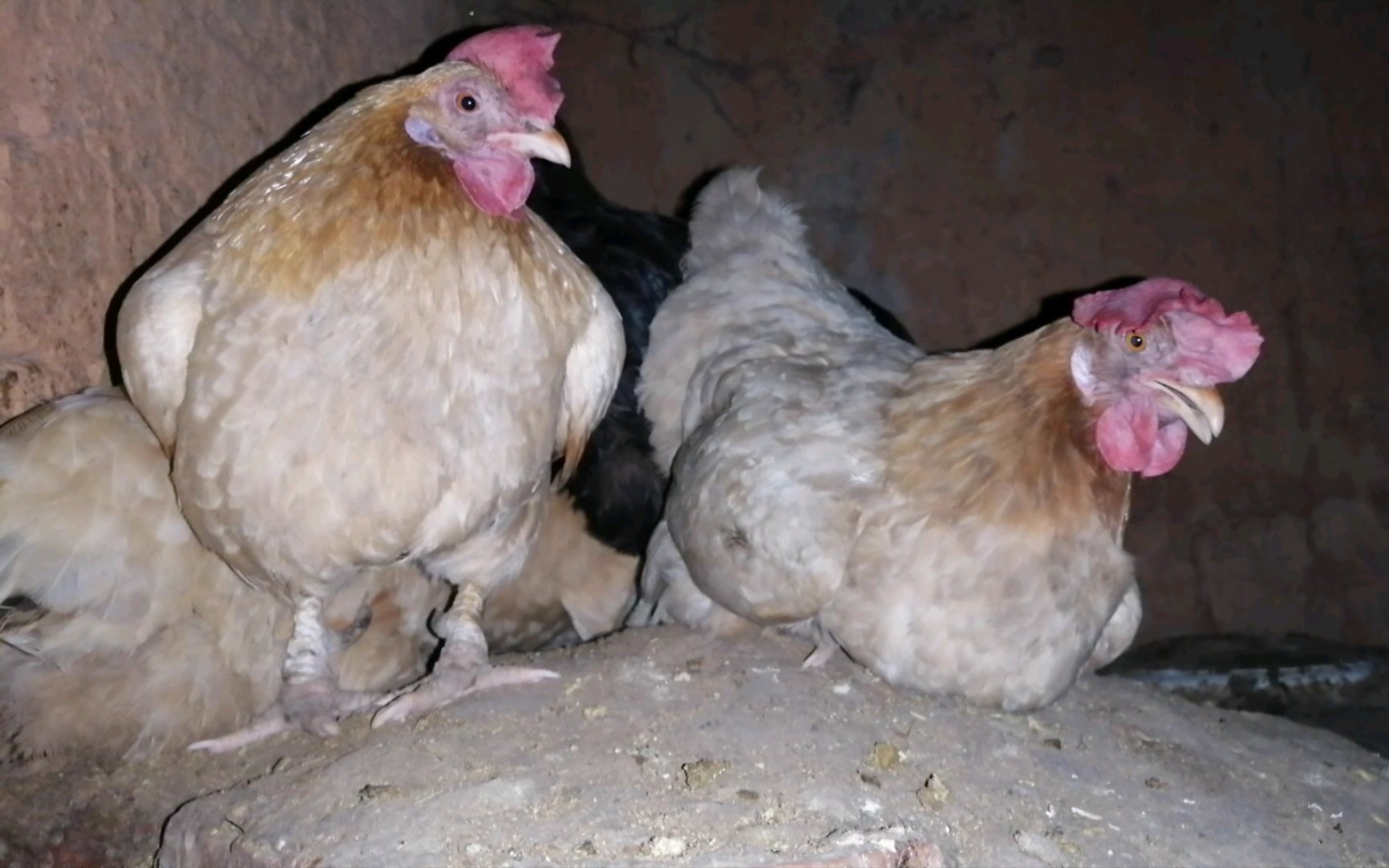 可爱的小矮脚母鸡晚上站着睡觉觉_哔哩哔哩_bilibili