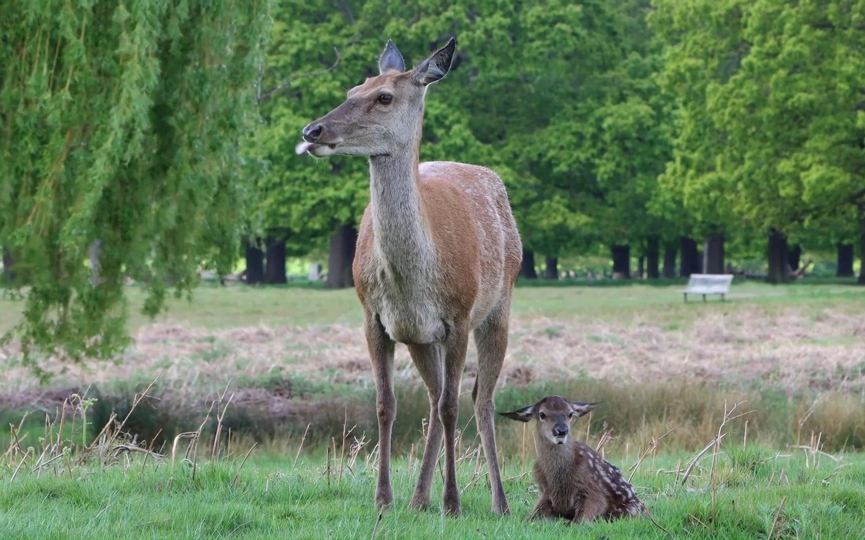 梅花鹿出生,十分可爱