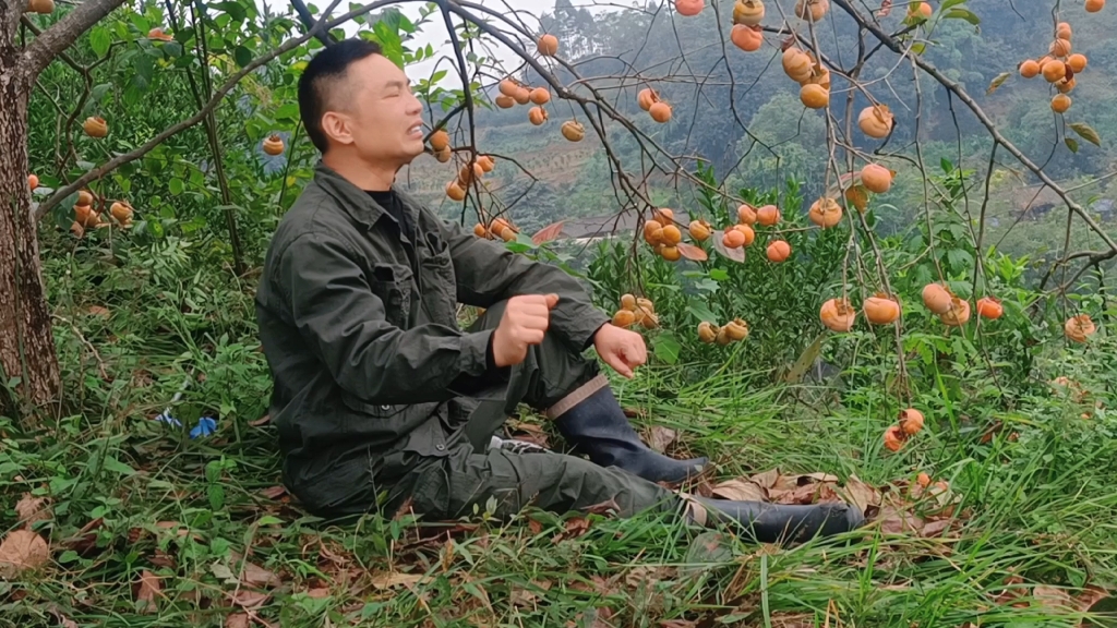 [图]山坡上柿树下 诵《破阵子 · 四十年来家国》