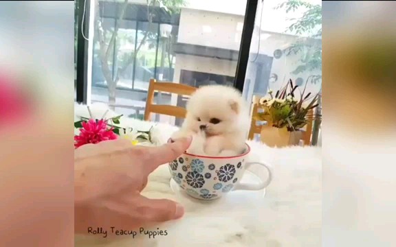 [图]【茶杯犬】请问你要来一杯茶杯犬嘛╰(●'◡'●)╮