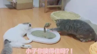 猫猫呱呱吃红枣 哔哩哔哩 Bilibili