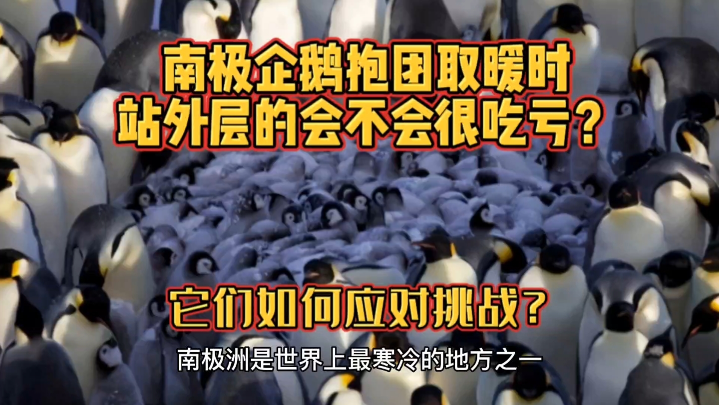 南极企鹅抱团取暖时,站外层的会不会很吃亏?它们如何应对挑战?哔哩哔哩bilibili