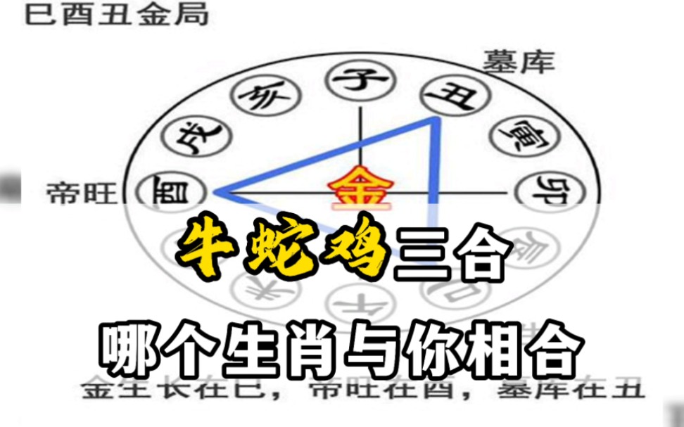 牛蛇鸡三合——哪个属相与你相合?——连山易传人博尔朵