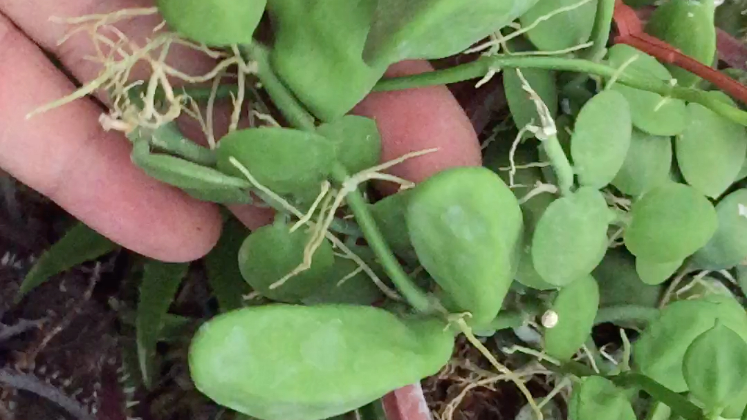 眼树莲的功效(眼树莲:明目护眼好帮手)