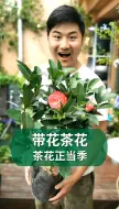 下载视频: 秋天入手茶花正当季，全部都带花苞哦！#茶花#养花#园艺