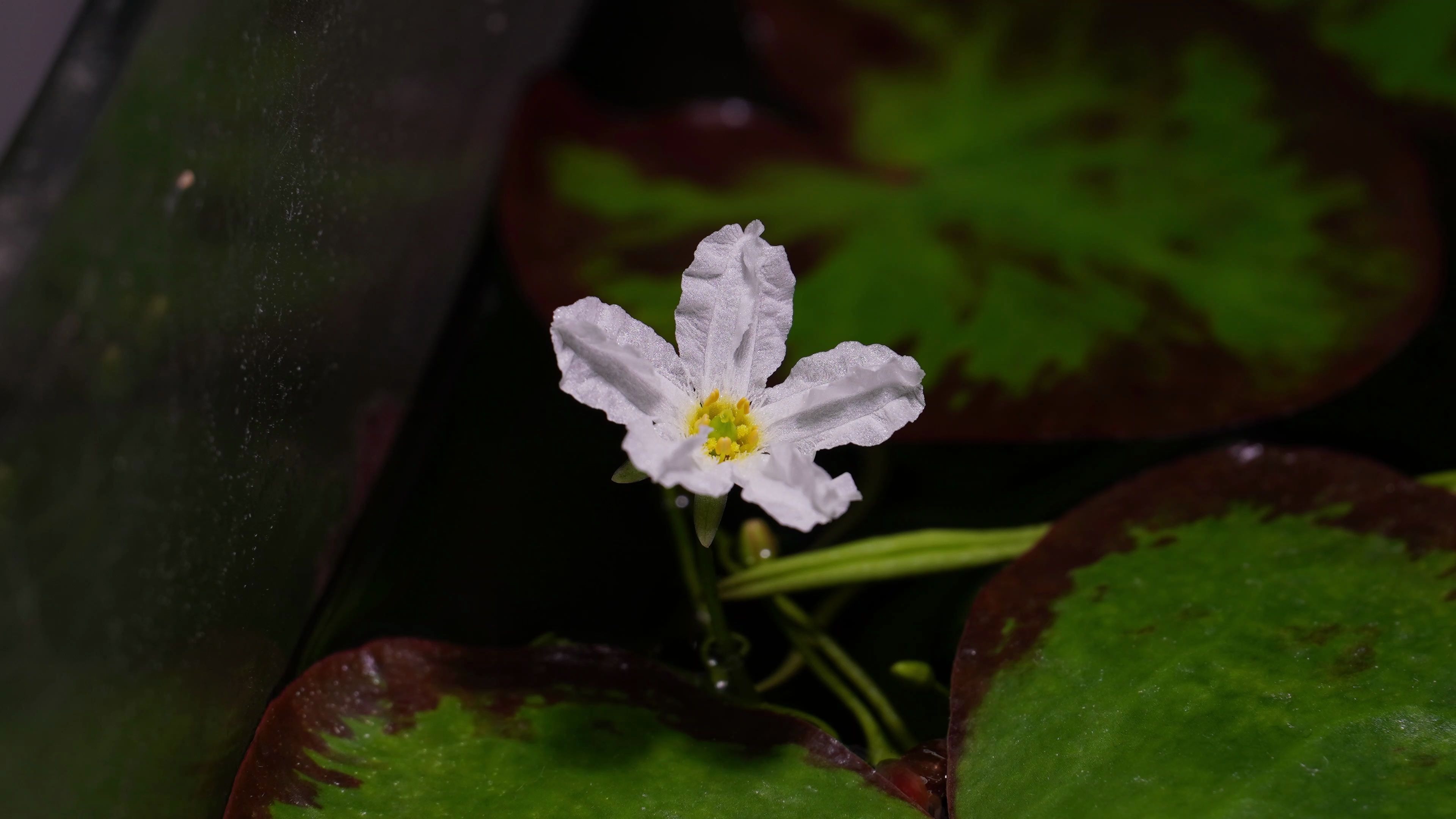 【4k】龙骨瓣荇菜 nymphoides hydrophylla 开花记录