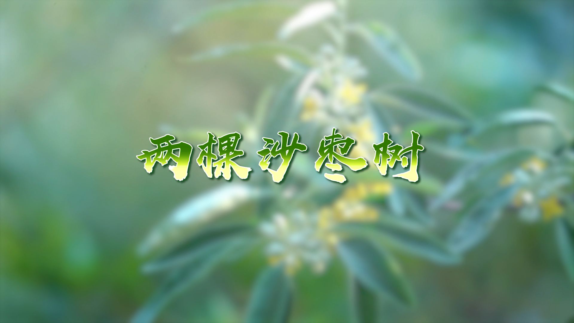 沙枣树沙枣花简谱图片