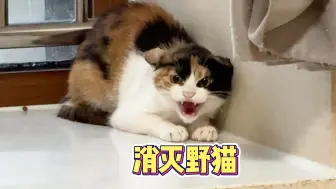 Descargar video: 打猫可以驯化野猫吗 没有训不好的野猫 你只管用爱感化 剩下的交给时间即可