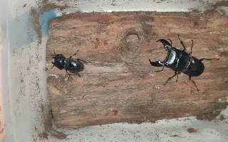 甲虫繁殖 哔哩哔哩 Bilibili