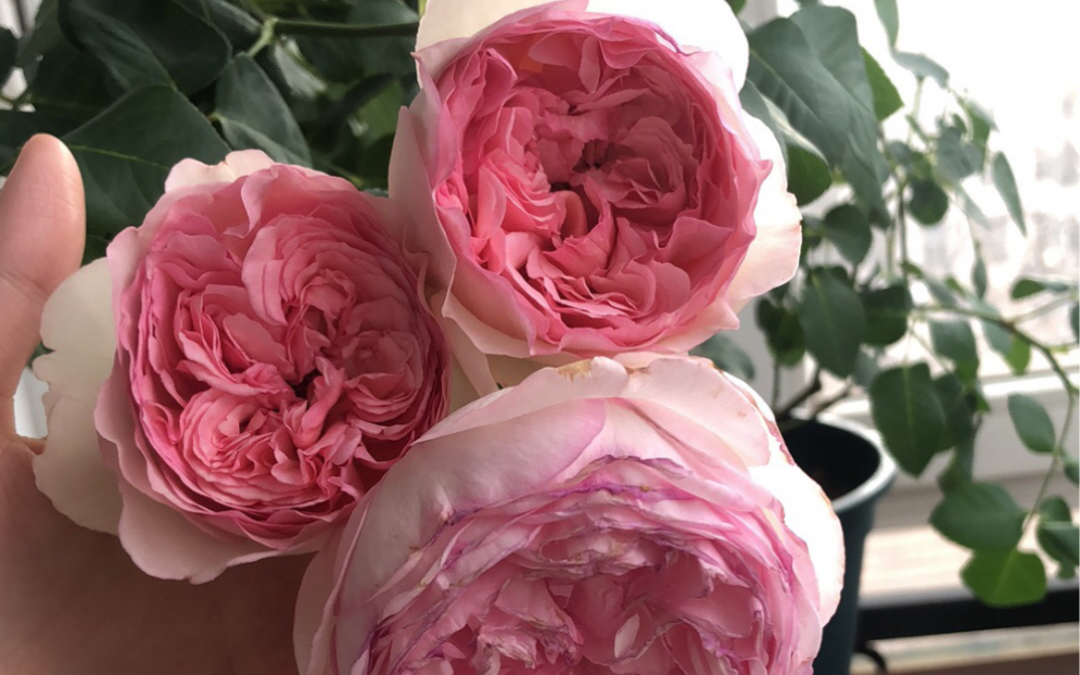 封闭阳台养的月季 乙女心 又香又好看