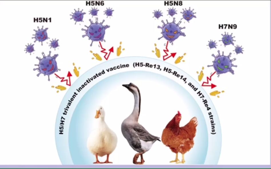 陈化兰院士团队:中国的免疫策略应对全球暴发的H5禽流感成效显著哔哩哔哩bilibili