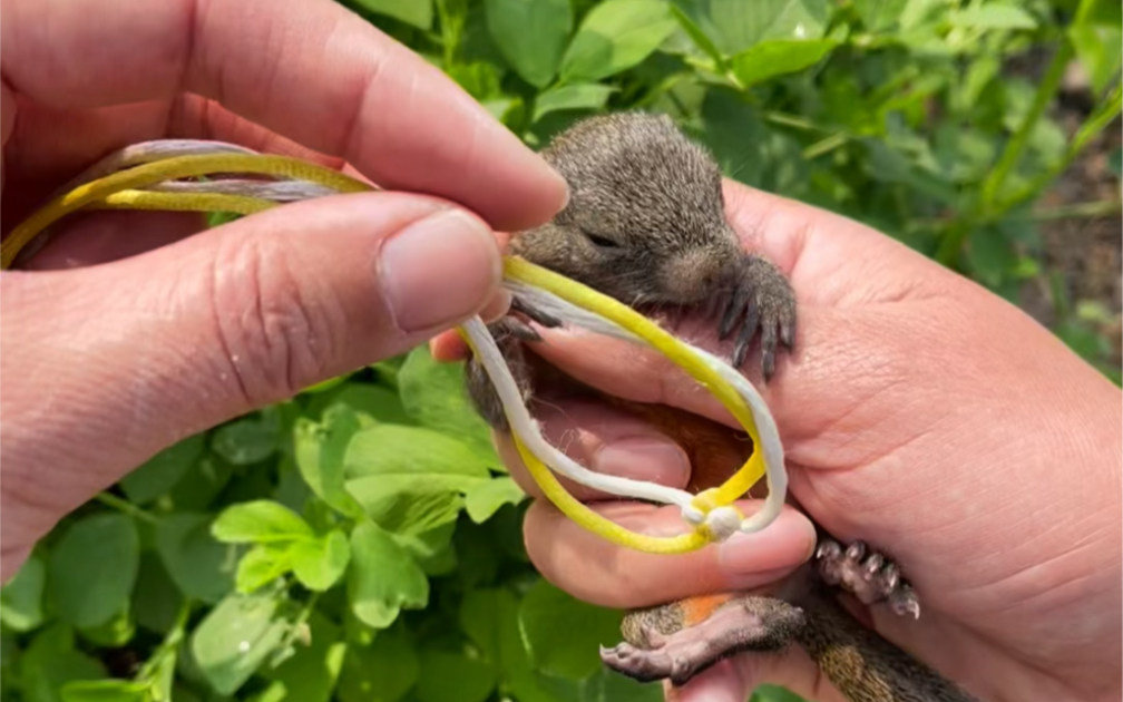 红腹松鼠幼崽佩戴牵引绳教程