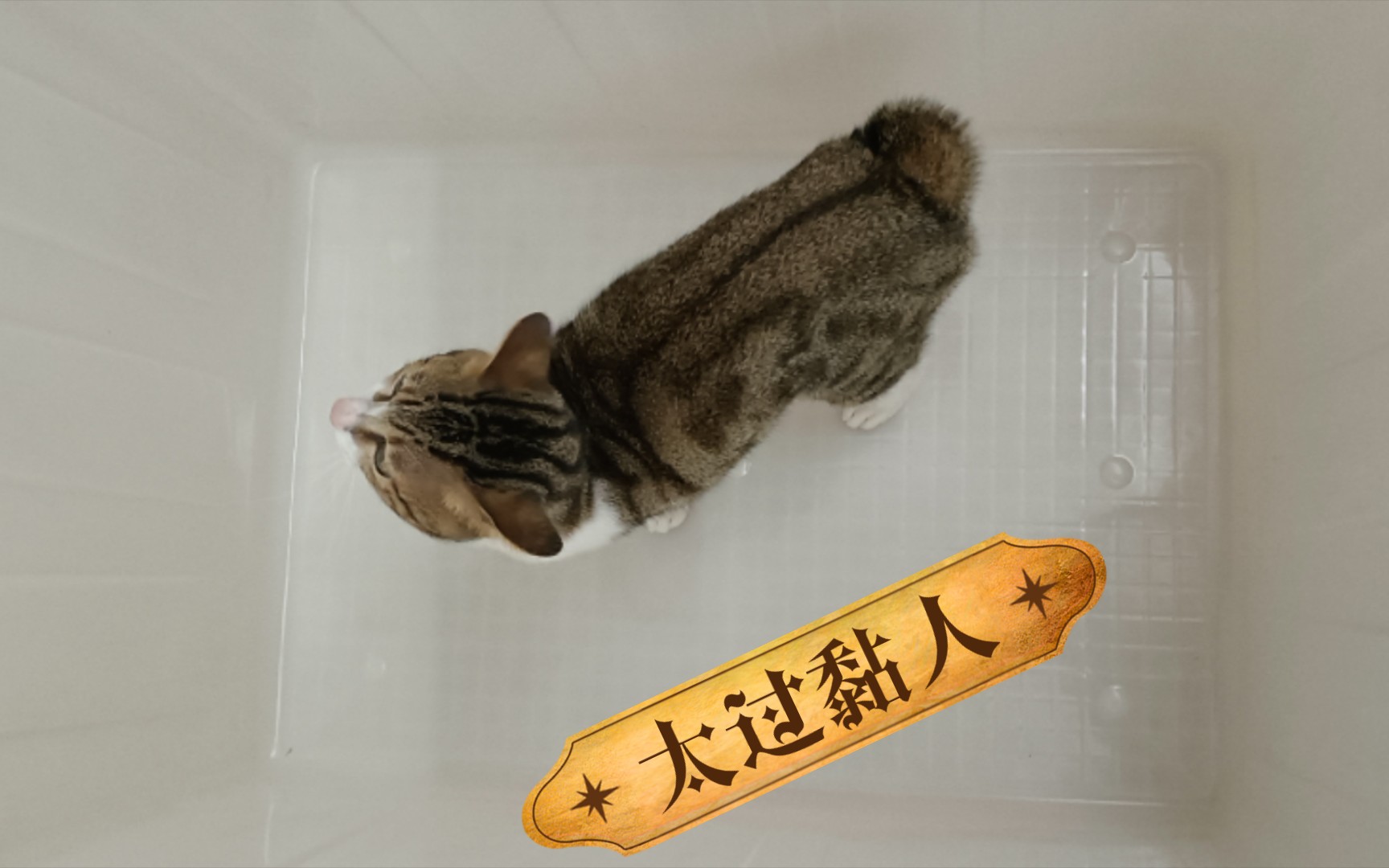 驯猫记图片