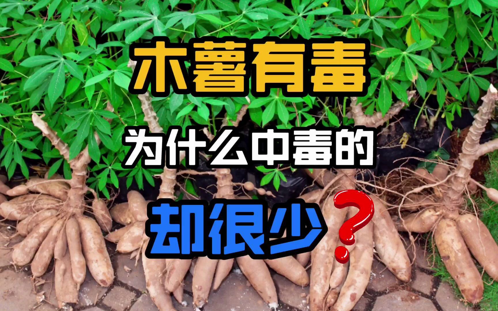 木薯有毒,为什么中毒的人却很少?哔哩哔哩bilibili