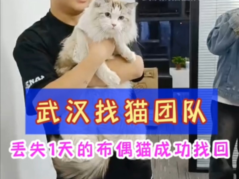 武汉找猫团队 写字楼丢失的布偶成功找回哔哩哔哩bilibili