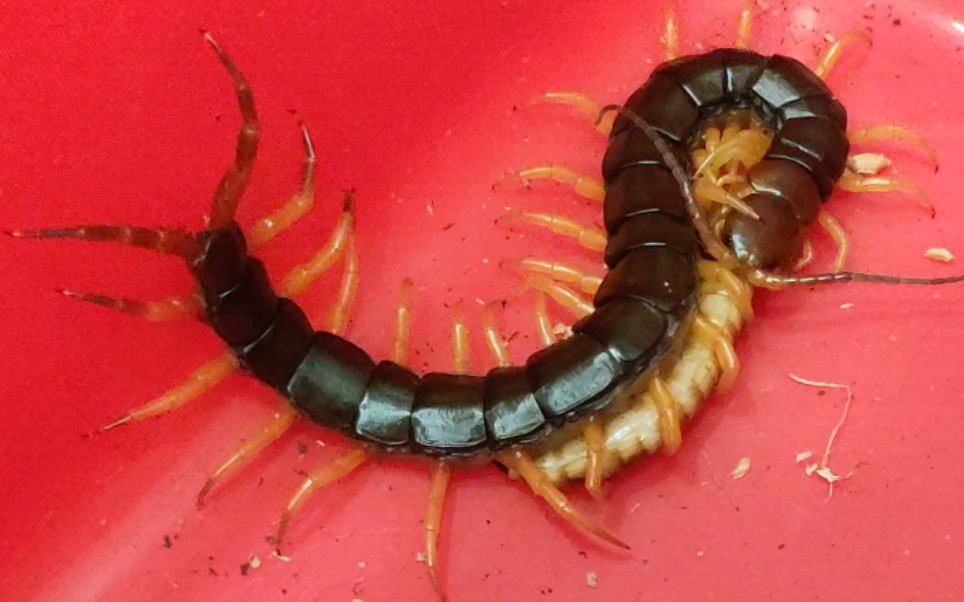 少棘蜈蚣進食