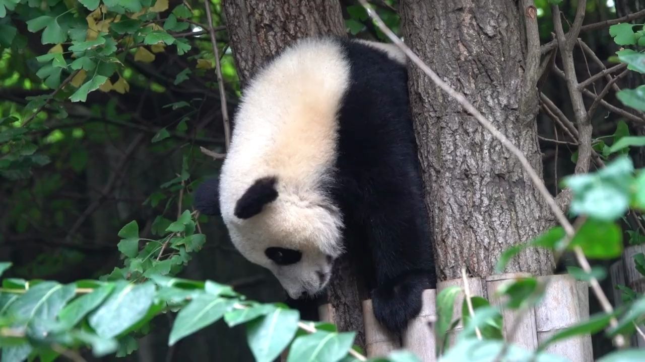 【大熊猫川仔】窝川仔模特身材如此苗条,怎么会卡住,宝宝很生气哼