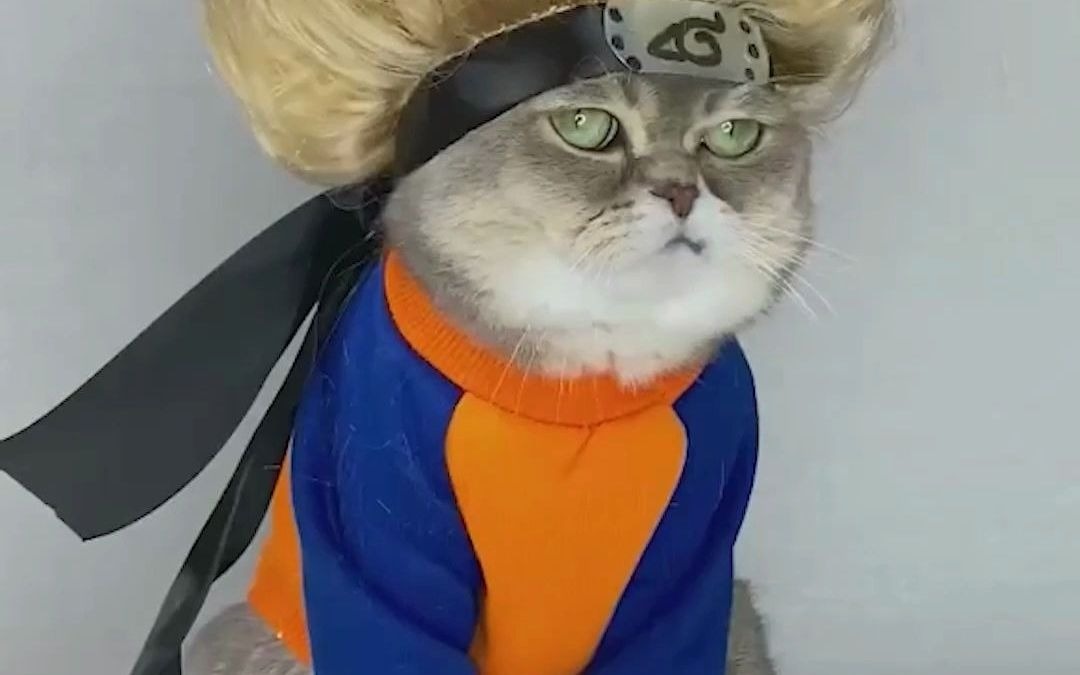 当外国人都在高空作业,那就真的不得不少了,火影猫咪