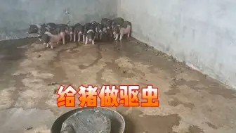 Tải video: 女子给猪驱虫，没想到一夜间变成这样，太恐怖了