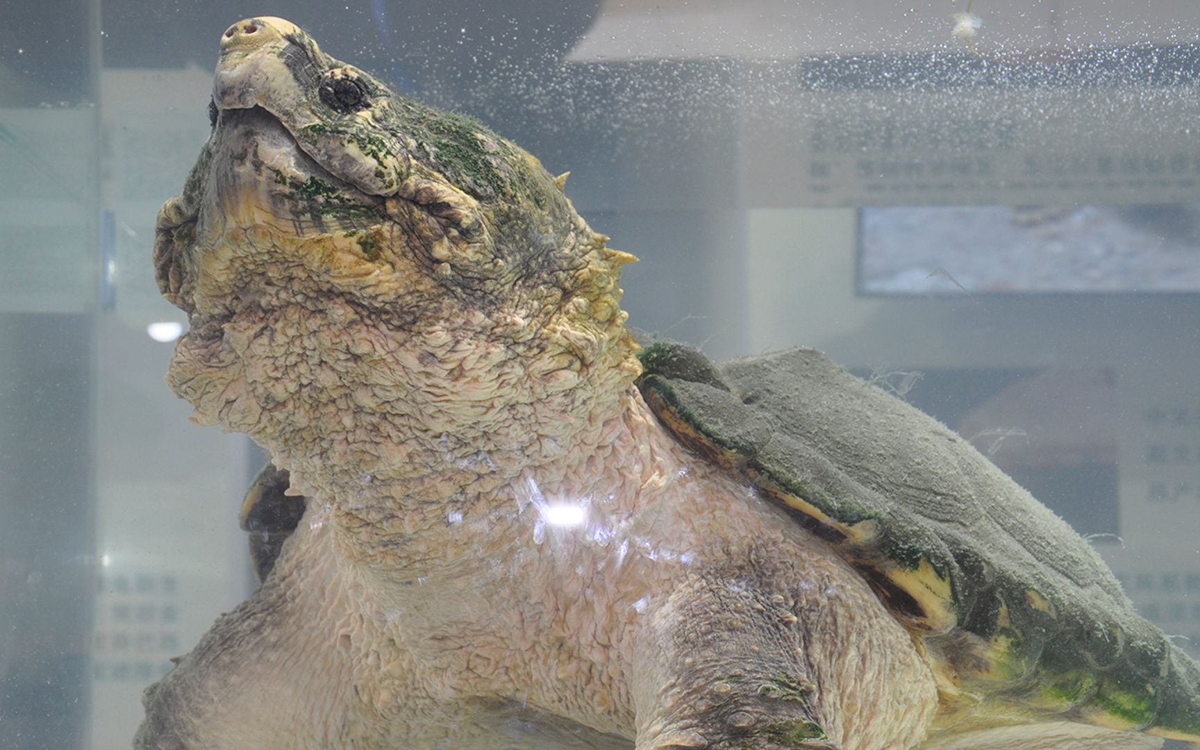 带你逛2020上海龟谷展