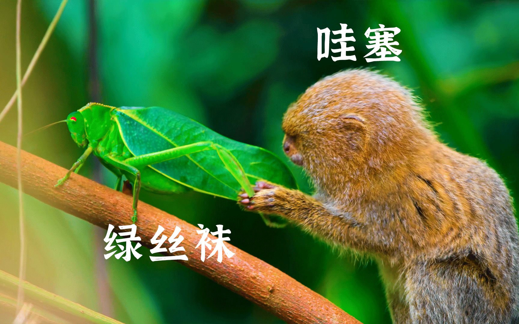 小 小 的 , 也 很 能 刀 !-光仔萌兽日记-光仔萌兽日记-哔哩哔哩视频