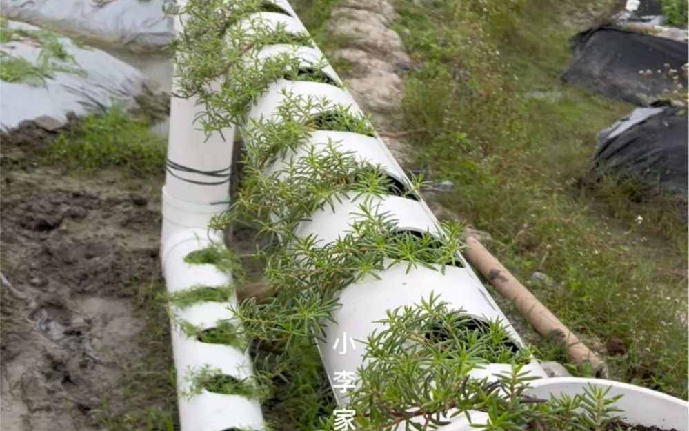 种一个太阳花水管,端后续开花喔