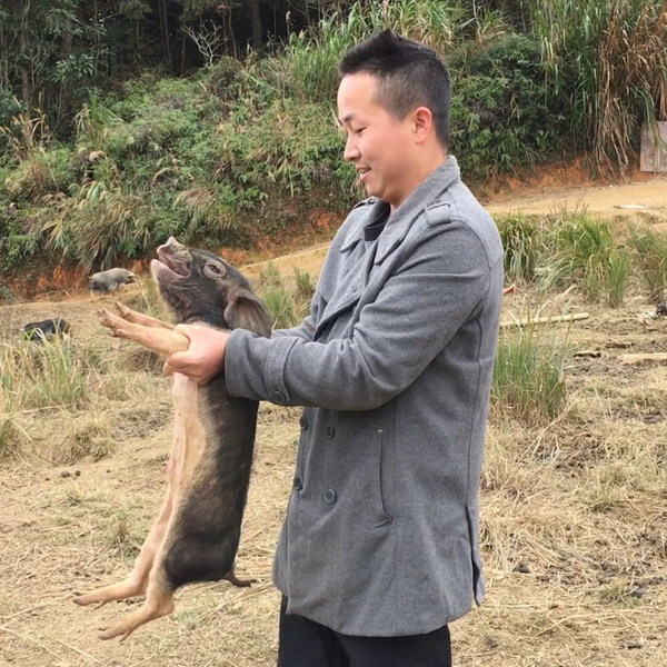 东哥去看香猪，其中一只黄色的猪崽600块钱才能买到？你觉得值吗_哔哩哔