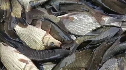 云浮市鱼苗批发市场