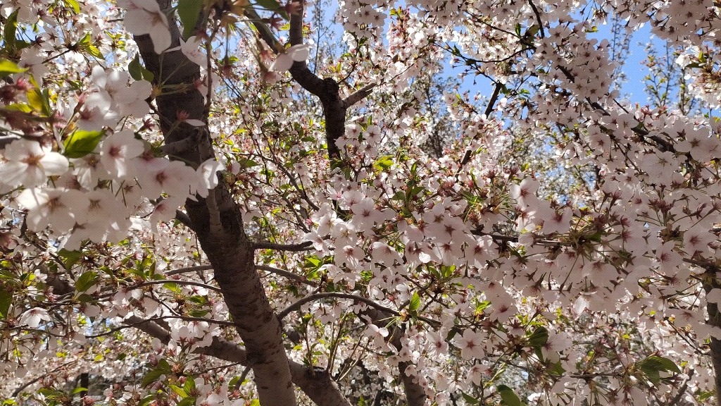 大连国际樱花节—旅顺203樱花园